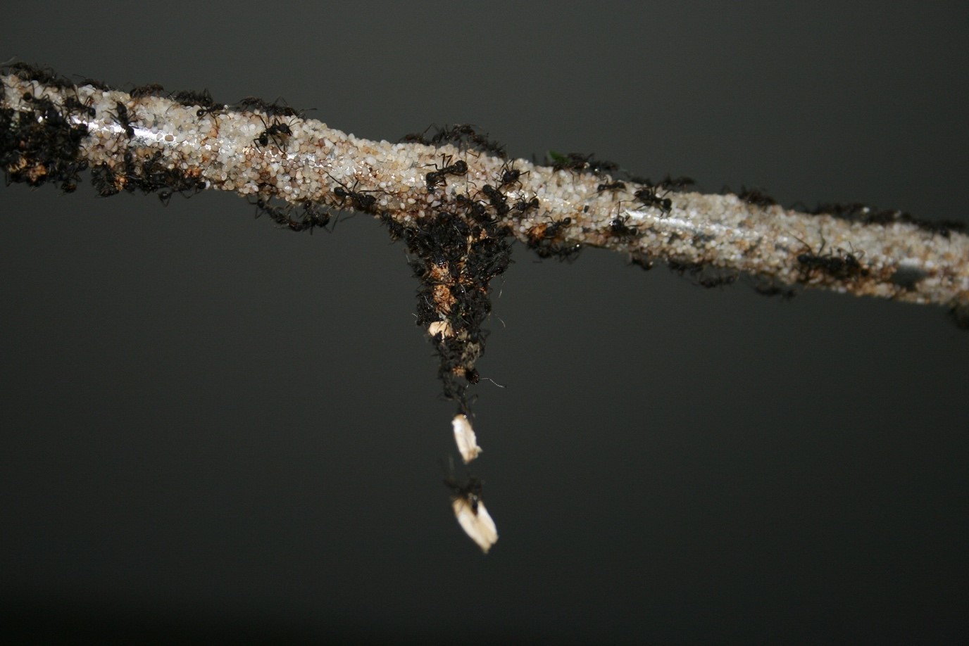 Ant Removal in Etobicoke